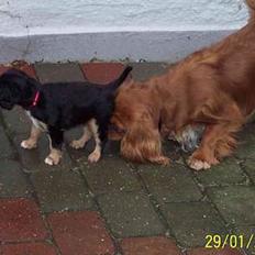 Cavalier king charles spaniel Carmen
