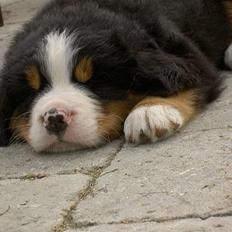 Berner sennenhund Ludvig