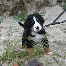 Berner sennenhund Ludvig