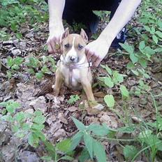 Amerikansk staffordshire terrier Monique