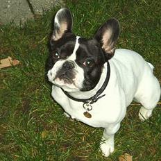Fransk bulldog Grisepjok