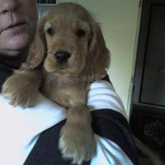 Cocker spaniel Frida