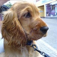 Cocker spaniel Frida