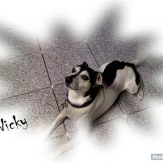 Dansk svensk gaardhund Nicky