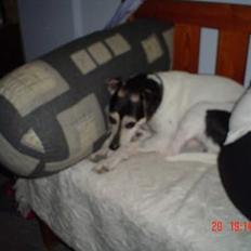 Dansk svensk gaardhund Nicky