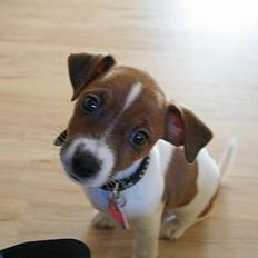 Dansk svensk gaardhund Nuala