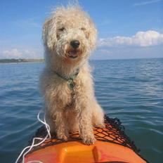 Lakeland terrier Seidon