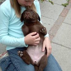 Labrador retriever Laura