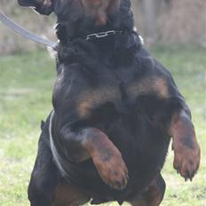 Rottweiler Vom Hause Wenorra Akira