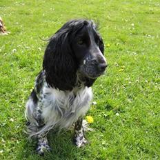 Cocker spaniel Yasmin *SOLGT*
