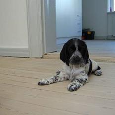 Cocker spaniel Yasmin *SOLGT*