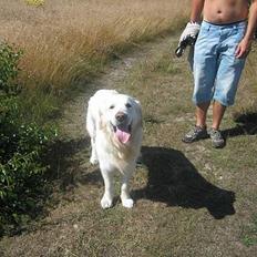 Golden retriever be my friend (Lukas)