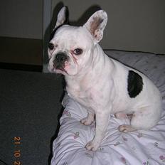 Fransk bulldog Tico