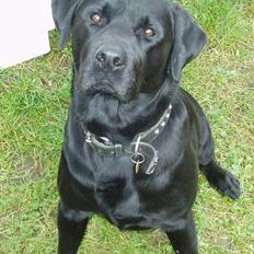 Labrador retriever Figo