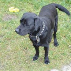 Labrador retriever Figo
