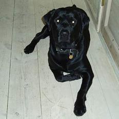 Labrador retriever Figo