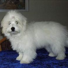 Coton de tulear Jasmin
