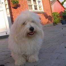 Coton de tulear Jasmin