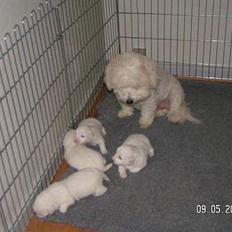 Coton de tulear Jasmin