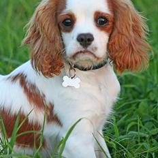 Cavalier king charles spaniel Simba