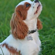 Cavalier king charles spaniel Simba