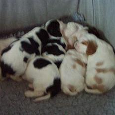 Cavalier king charles spaniel Simba