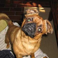 Griffon petit brabancon chico