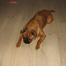 Griffon petit brabancon chico