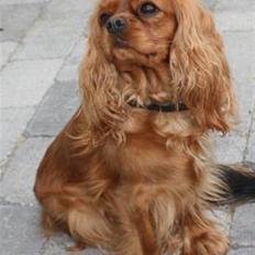 Cavalier king charles spaniel Cara