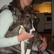 Blanding af racer AST/AB/BT-mix Angel