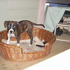 Blanding af racer AST/AB/BT-mix Angel