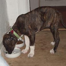 Blanding af racer AST/AB/BT-mix Angel