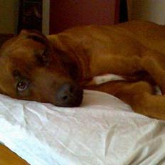 Rhodesian ridgeback markus