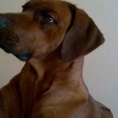 Rhodesian ridgeback markus