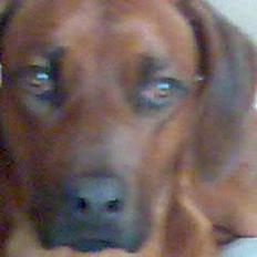 Rhodesian ridgeback markus