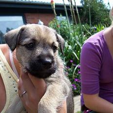 Blanding af racer Mira