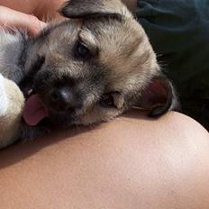 Blanding af racer Mira