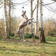 Amerikansk staffordshire terrier Max