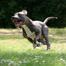 Amerikansk staffordshire terrier Max