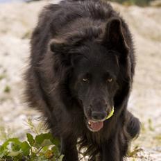 Blanding af racer Himmelhund Milo min Milo <3 
