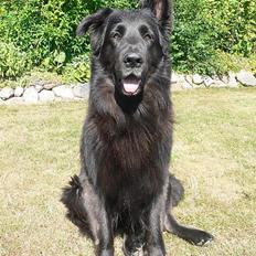 Blanding af racer Himmelhund Milo min Milo <3 