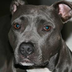 Amerikansk staffordshire terrier zika