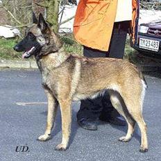 Malinois Cirka