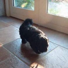 Lhasa apso Ludwig