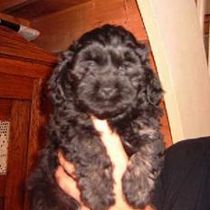 Lhasa apso Ludwig