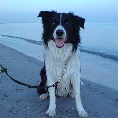 Border collie Nemo