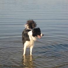 Border collie Nemo
