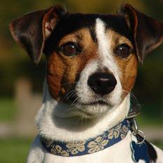 Jack russell terrier Bernard