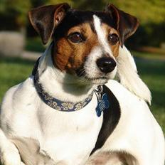 Jack russell terrier Bernard