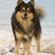 Finsk lapphund <3 himmelhund Lapinlempi Aurinkolaulu <3